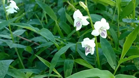 Views of wild flowers Stock Footage 237584496