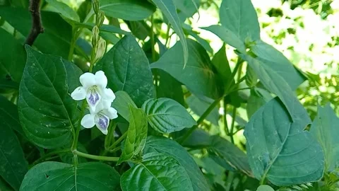 Views of wild flowers Stock Footage 237584528