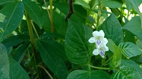 Views of wild flowers Stock Footage 237584615