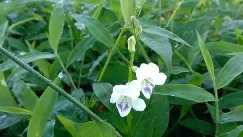 Views of wild flowers Stock Footage 237584616