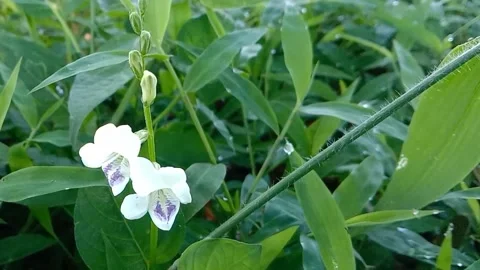 Views of wild flowers Stock Footage 237584641