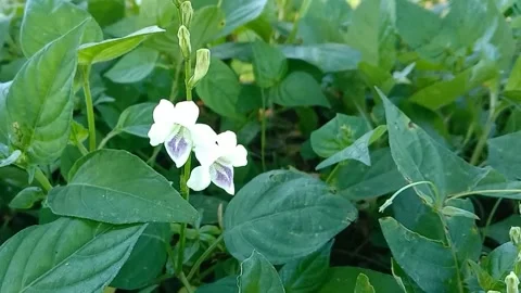 Views of wild flowers Stock Footage 237584644