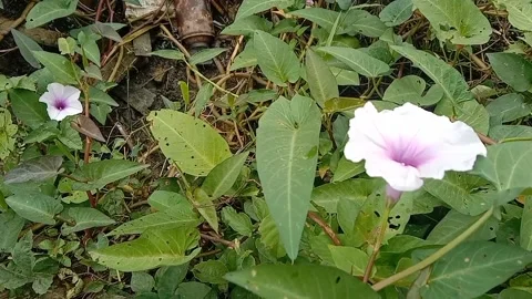 Views of wild flowers Stock Footage 237669252