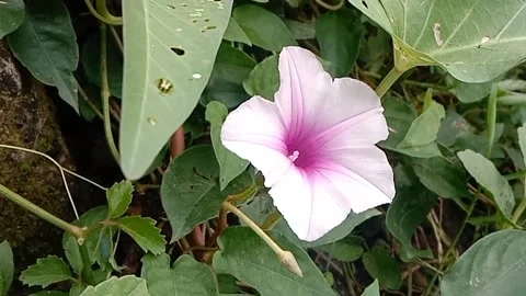 Views of wild flowers Stock Footage 237669657