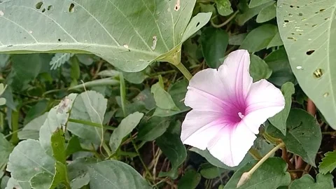 Views of wild flowers Stock Footage 237673777