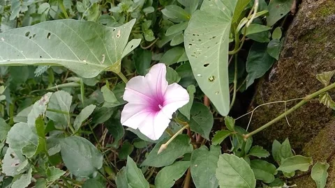 Views of wild flowers Stock Footage 237673932