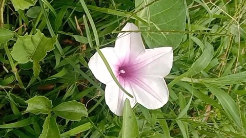 Views of wild flowers Stock Footage 237907726