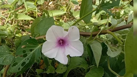 Views of wild flowers Stock Footage 237907779