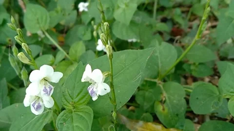 Views of wild flowers Stock Footage 237978901