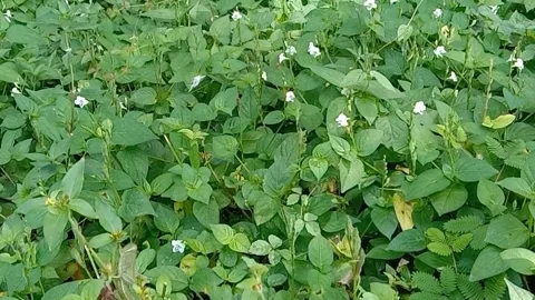 Views of wild flowers Stock Footage 237978907