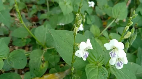 Views of wild flowers Stock Footage 237978908