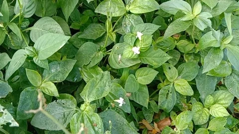 Views of wild flowers Stock Footage 237978993
