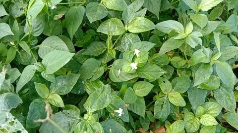 Views of wild flowers Stock Footage 237978995