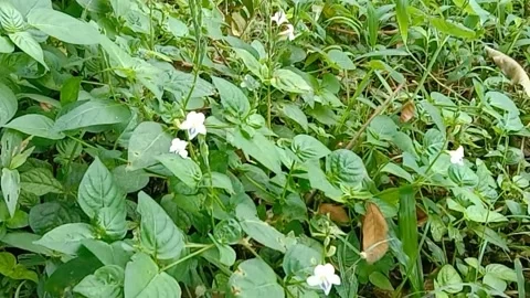 Views of wild flowers Stock Footage 237979049