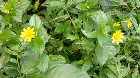 Views of wild flowers Stock Footage 238014178