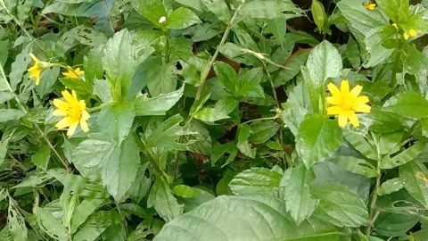 Views of wild flowers Stock Footage 238014180