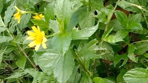 Views of wild flowers Stock Footage 238014285