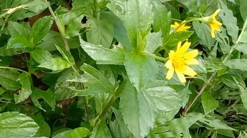 Views of wild flowers Stock Footage 238014286