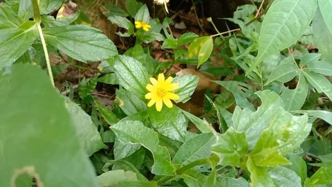 Views of wild flowers Stock Footage 238014526