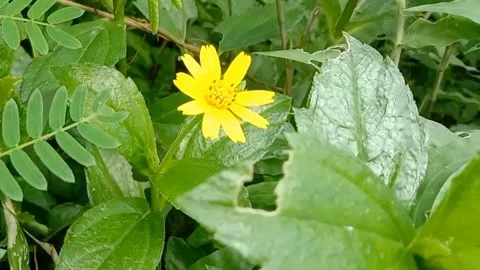 Views of wild flowers Stock Footage 238015046