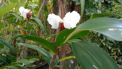 Views of wild flowers Video stock 238015171