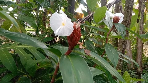 Views of wild flowers Stock Footage 238015339