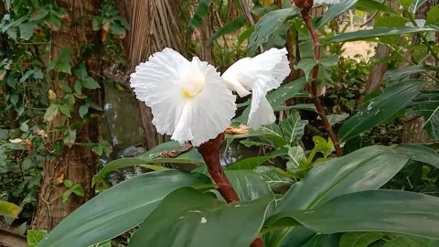 Views of wild flowers Video stock 238015664