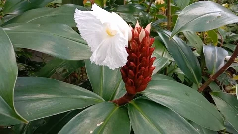 Views of wild flowers Stock Footage 238015764