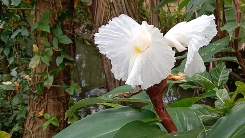 Views of wild flowers Stock Footage 238015809