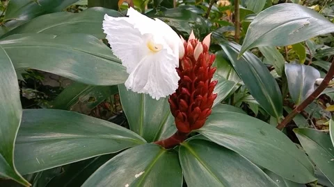 Views of wild flowers Stock Footage 238015831