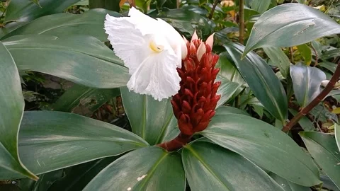 Views of wild flowers Stock Footage 238015929