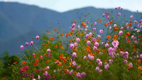Views of wildflowers Stock Footage 232824337