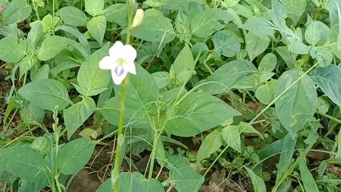 Views of wildflowers Stock Footage 237140754