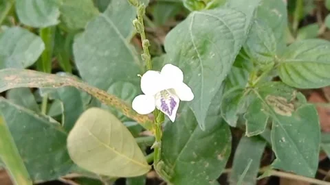 Views of wildflowers Stock Footage 237140755