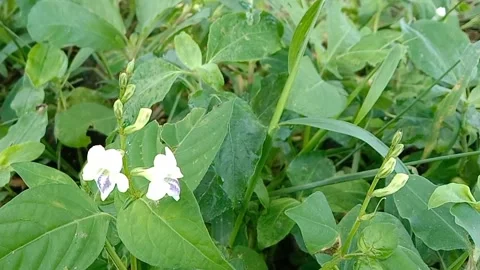 Views of wildflowers Stock Footage 237140769