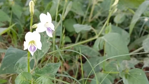 Views of wildflowers Stock Footage 237140773