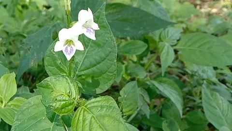 Views of wildflowers Stock Footage 237140780