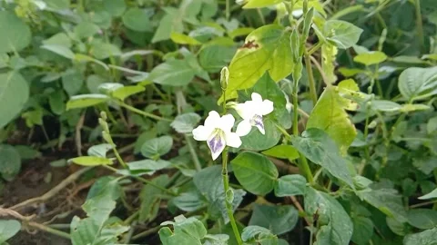 Views of wildflowers Stock Footage 237140791