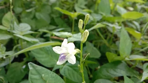 Views of wildflowers Stock Footage 237140809