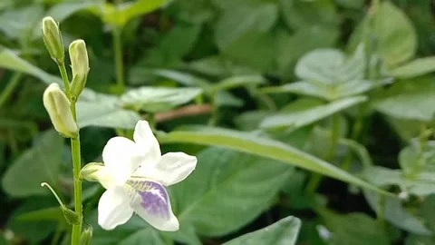 Views of wildflowers Stock Footage 237140818