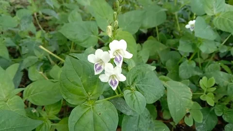 Views of wildflowers Stock Footage 237140844