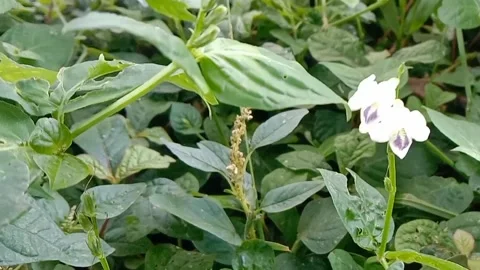 Views of wildflowers Stock Footage 237140845