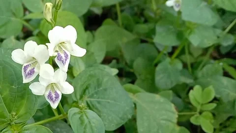 Views of wildflowers Stock Footage 237140861