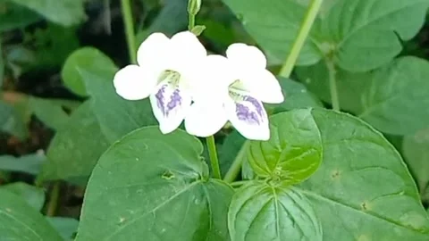 Views of wildflowers Stock Footage 237140880