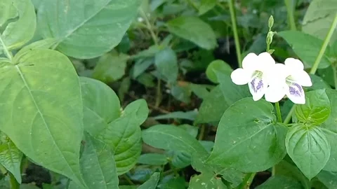 Views of wildflowers Stock Footage 237140881