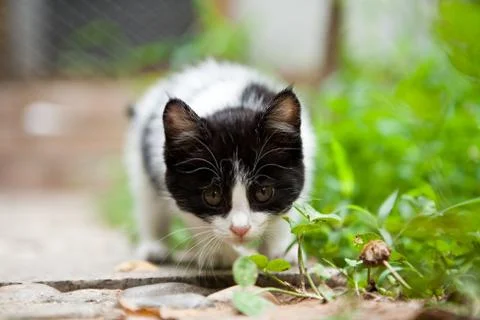 Vigilance cat Stock Photos