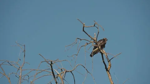 Vigilant Hawk Perched on a Tree on a Windy Day Stock Footage 317203026