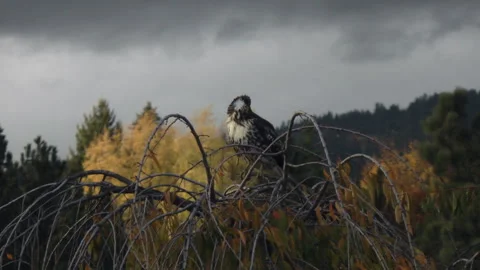Vigilant hawk in a tree Video stock 290484645