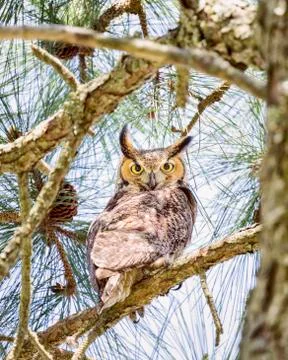 Vigilant Owl Stock Photos