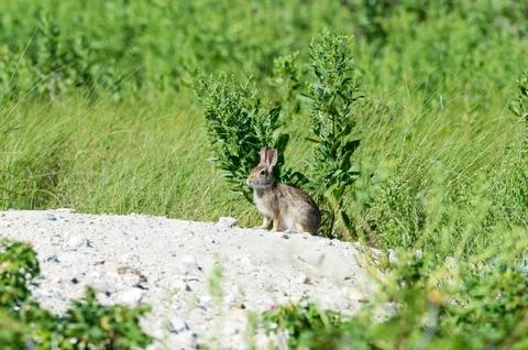 Vigilant rabbit Stock Photos